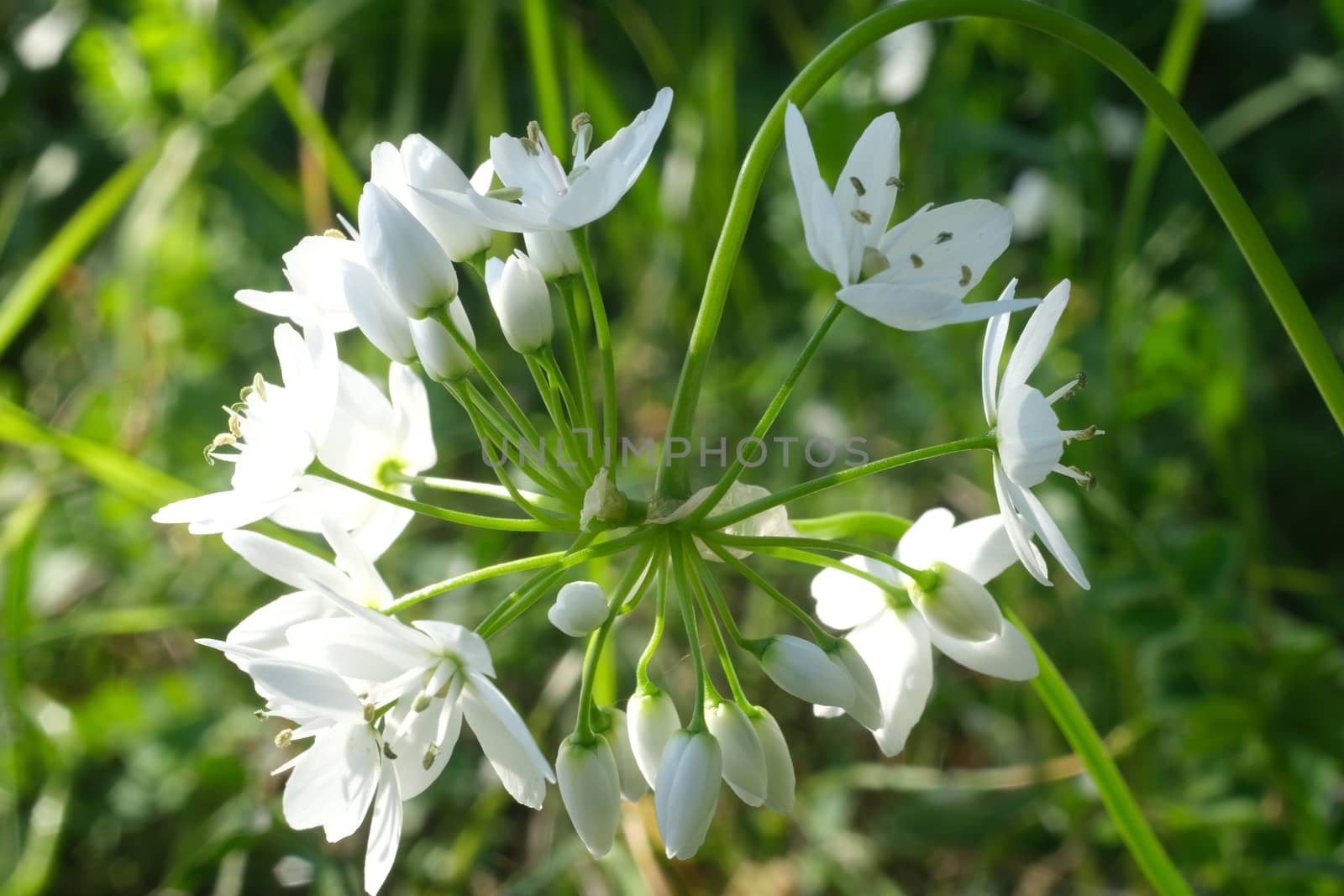 Wild garlic flower blossom, white color. Macro photography of th by Paolo_Grassi