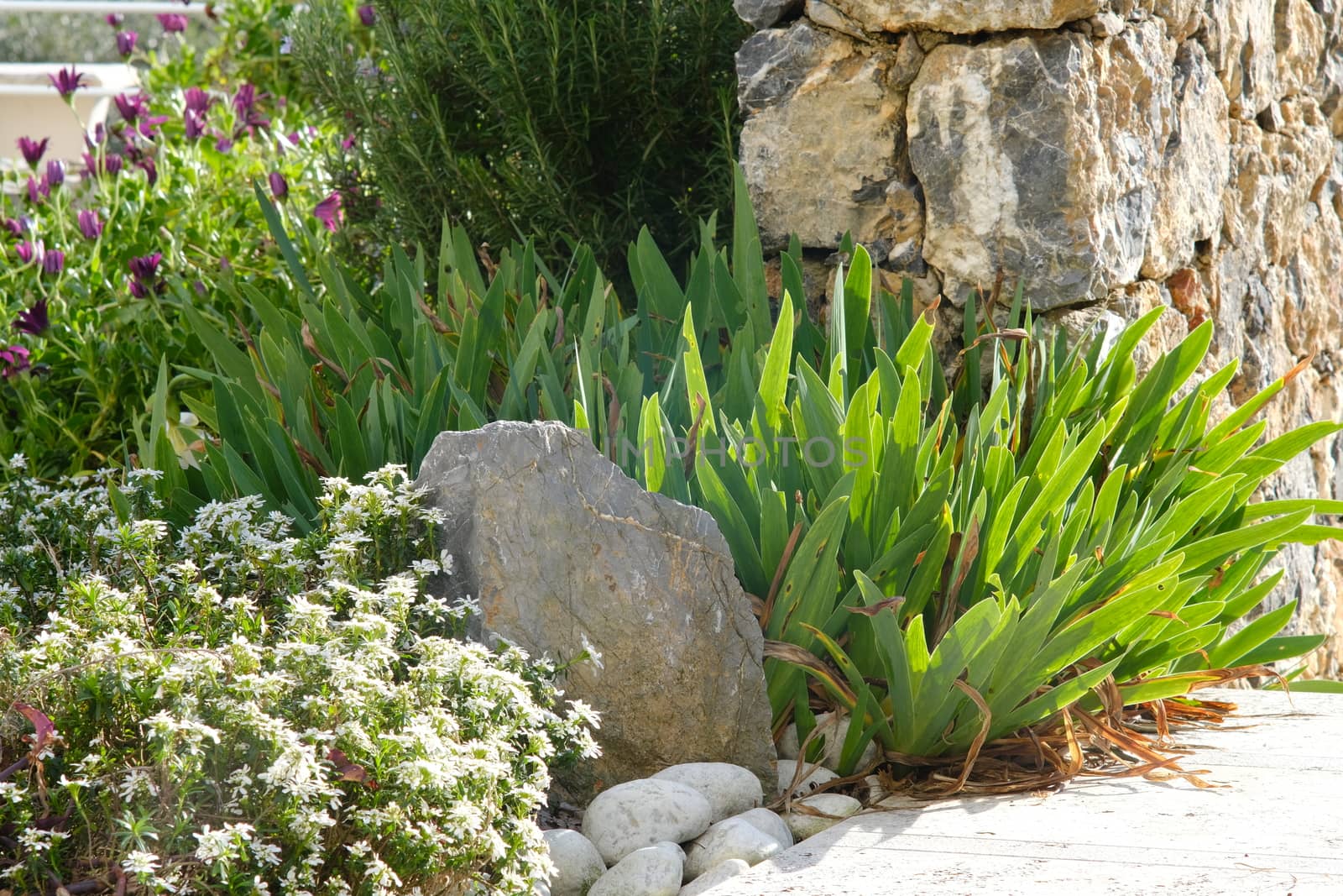 The flowers of African daisy (Dimorphoteca pluvialis), Iberis and Iris.