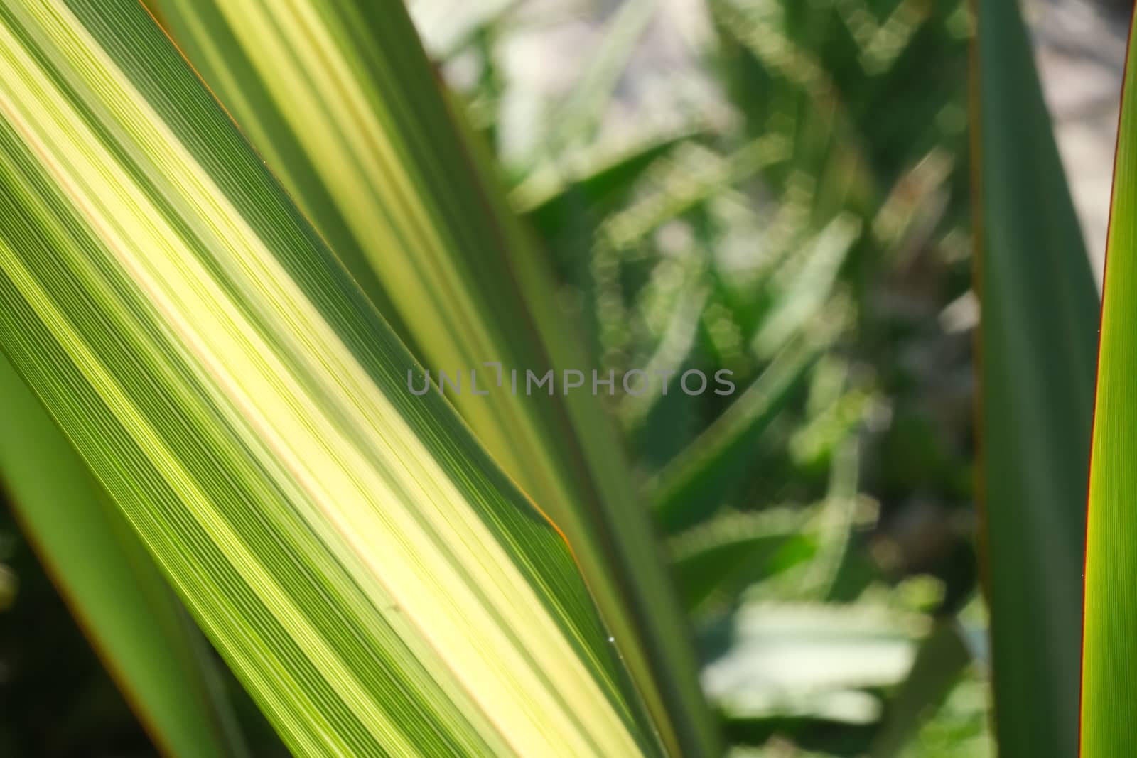 Green and yellow variegated Formium (Phormium) leaves. Detail macro photography of a lanceolate leaf.