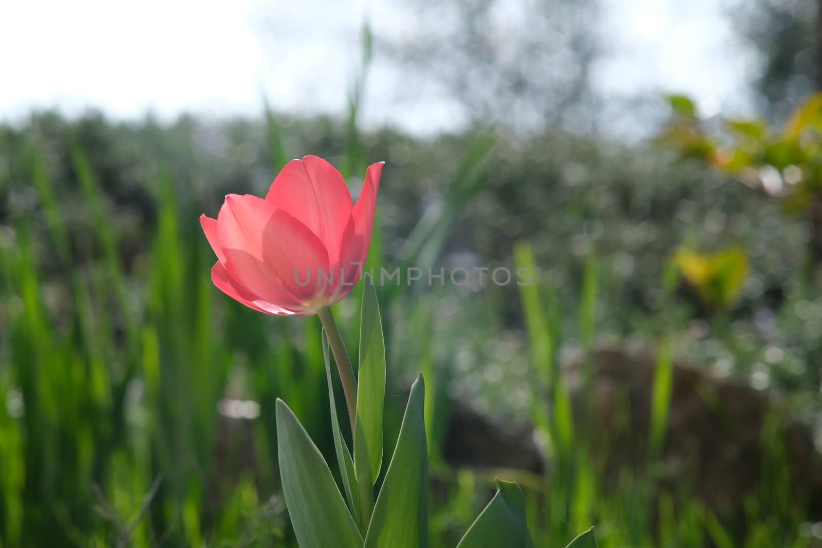 Beautiful red tulip in spring bloom. Macro of a tulip plant.