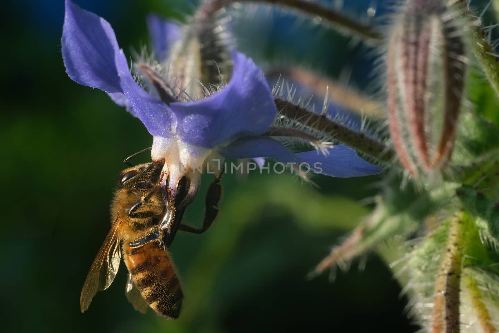 Bee sucks nectar from a blue flower. A beautiful blue mallow flo by Paolo_Grassi