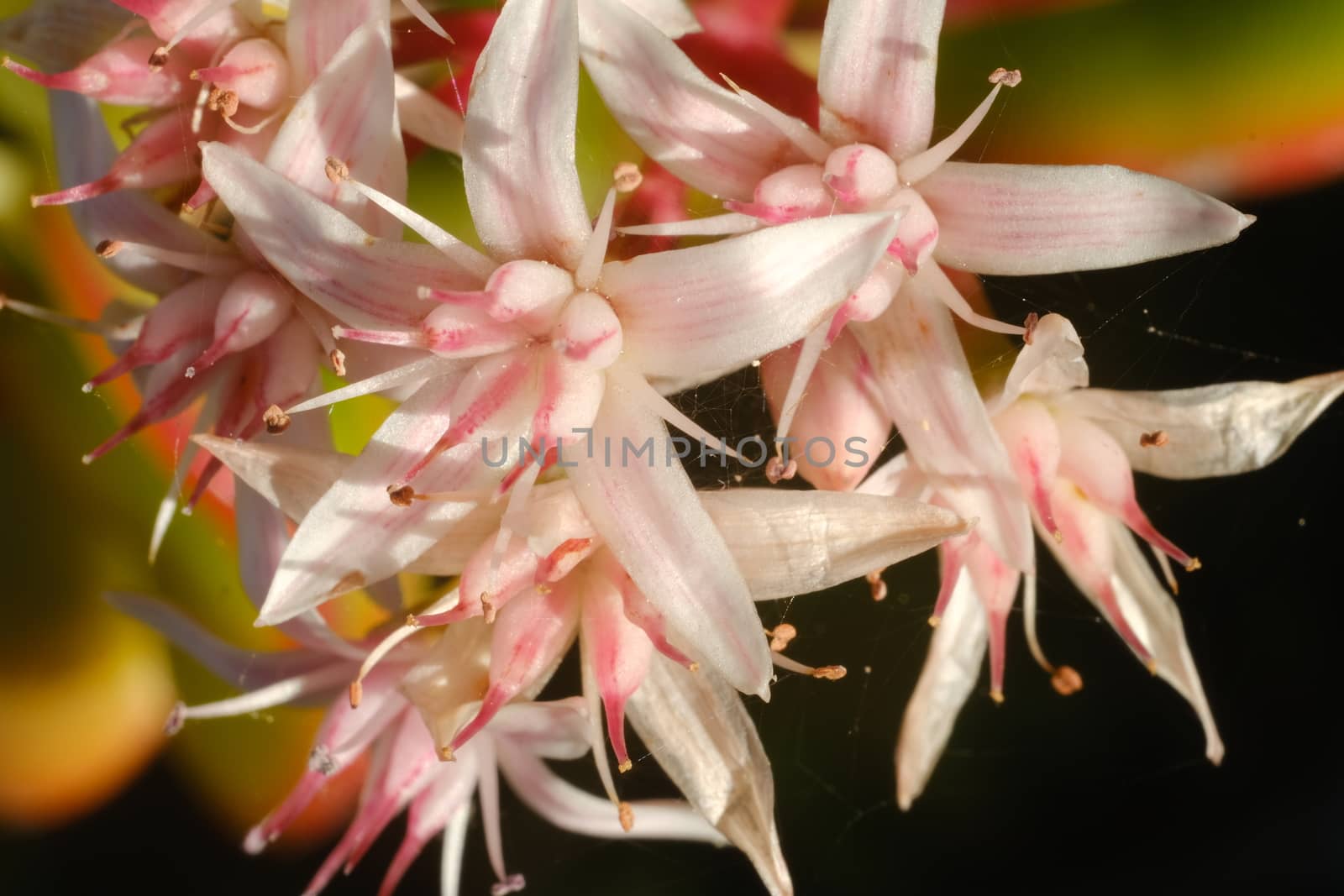 White and pink flowers of the succulent plant Crassula ovata. Flowering with the spring sun.