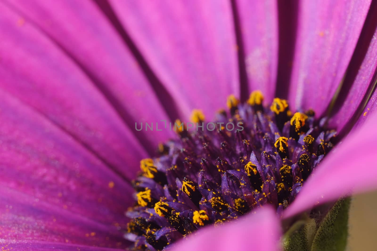 Macro photograph of the yellow pollen of a beautiful flower with purple red petals. African Pink Daisy (Dimorphotheca pluvialis)