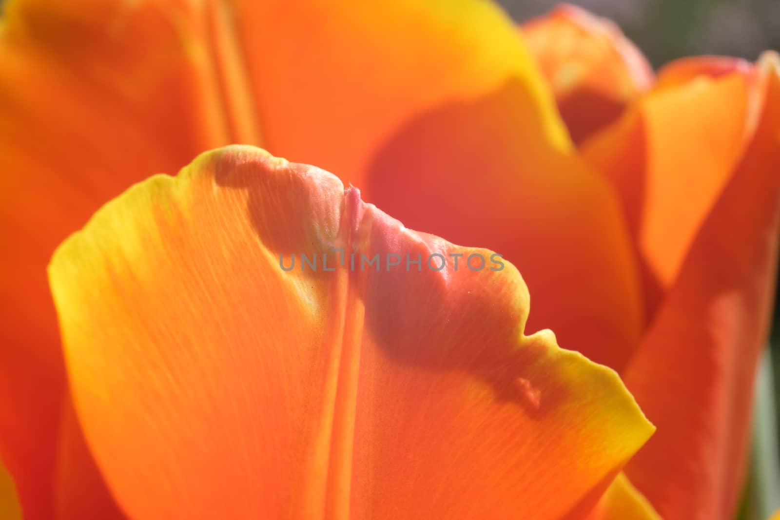 Beautiful tulip with orange flower. Spring flowering of a tulip bulb.