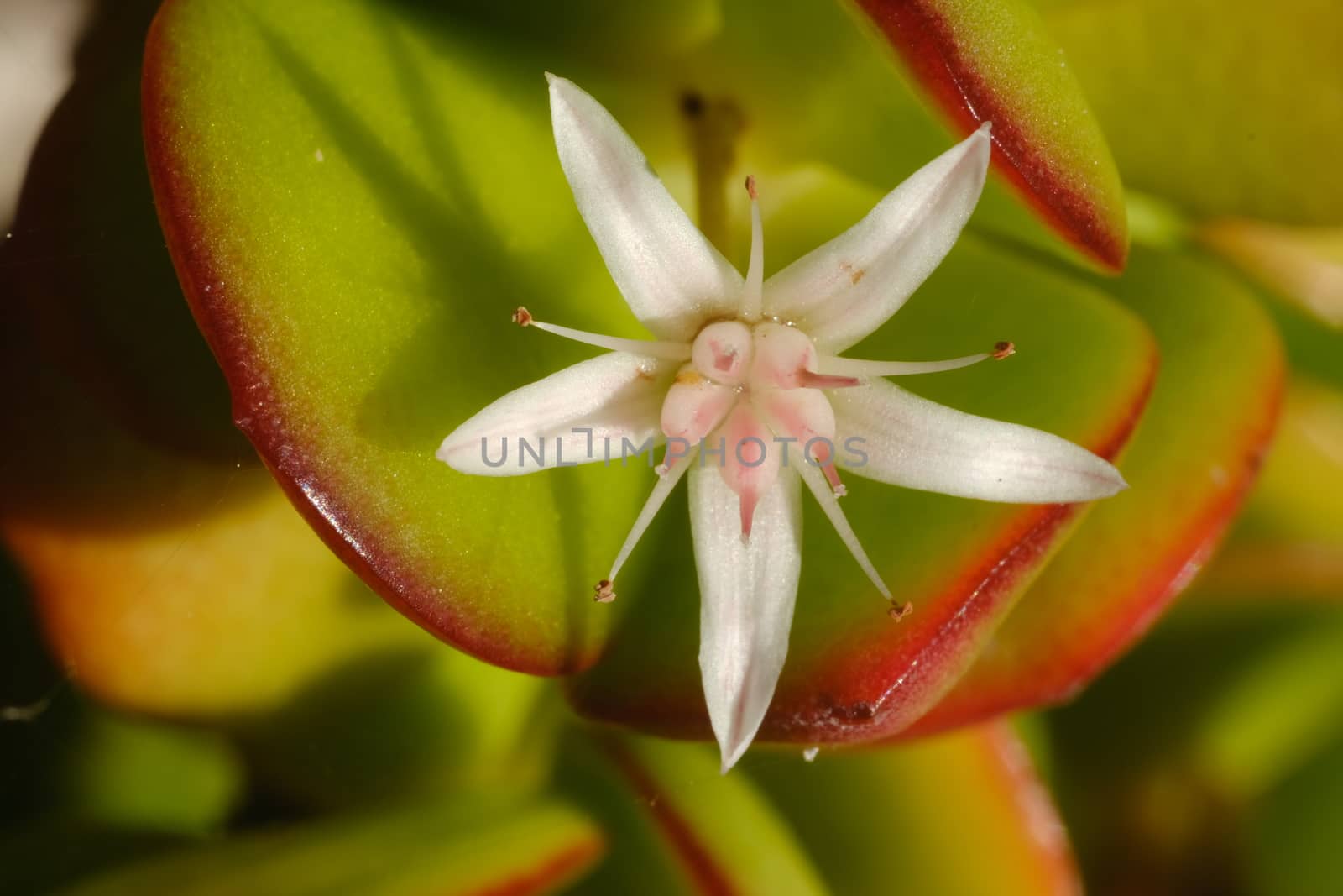 Group of small flowers of a succulent plant Crassula ovata. Spring flowering.