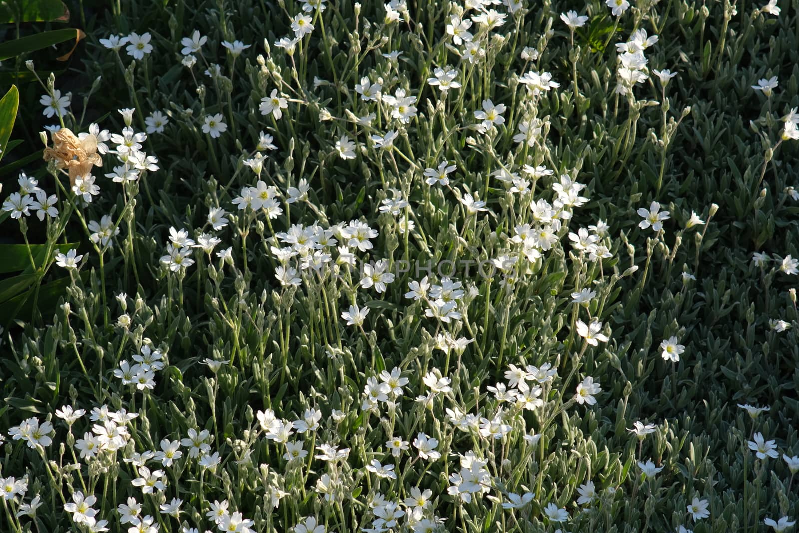 White cerastium flowers seen from above move in the wind. Spring by Paolo_Grassi