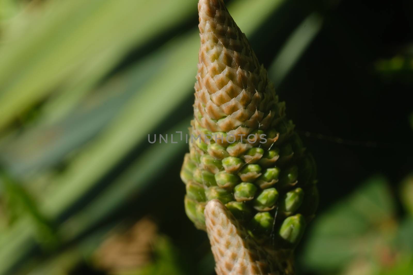 Closed flower of an Aloe Vera plant. Leaves used as natural medi by Paolo_Grassi