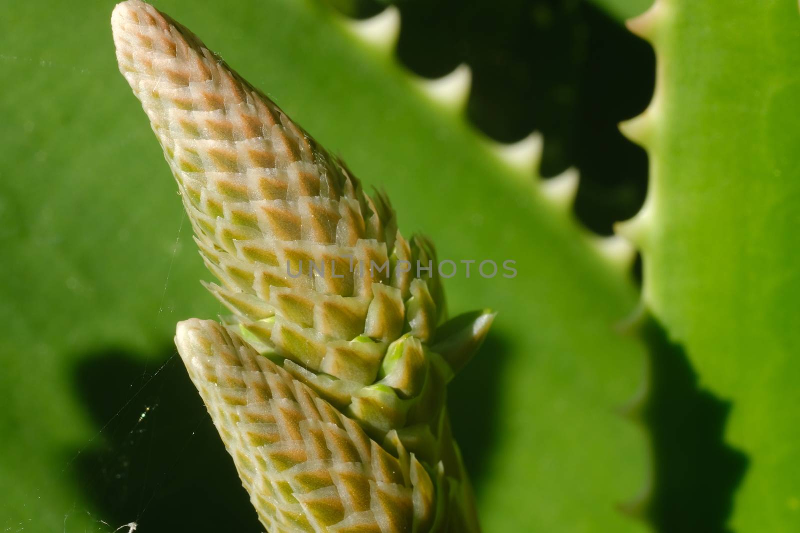 Closed flower of an Aloe Vera plant. Leaves used as natural medi by Paolo_Grassi