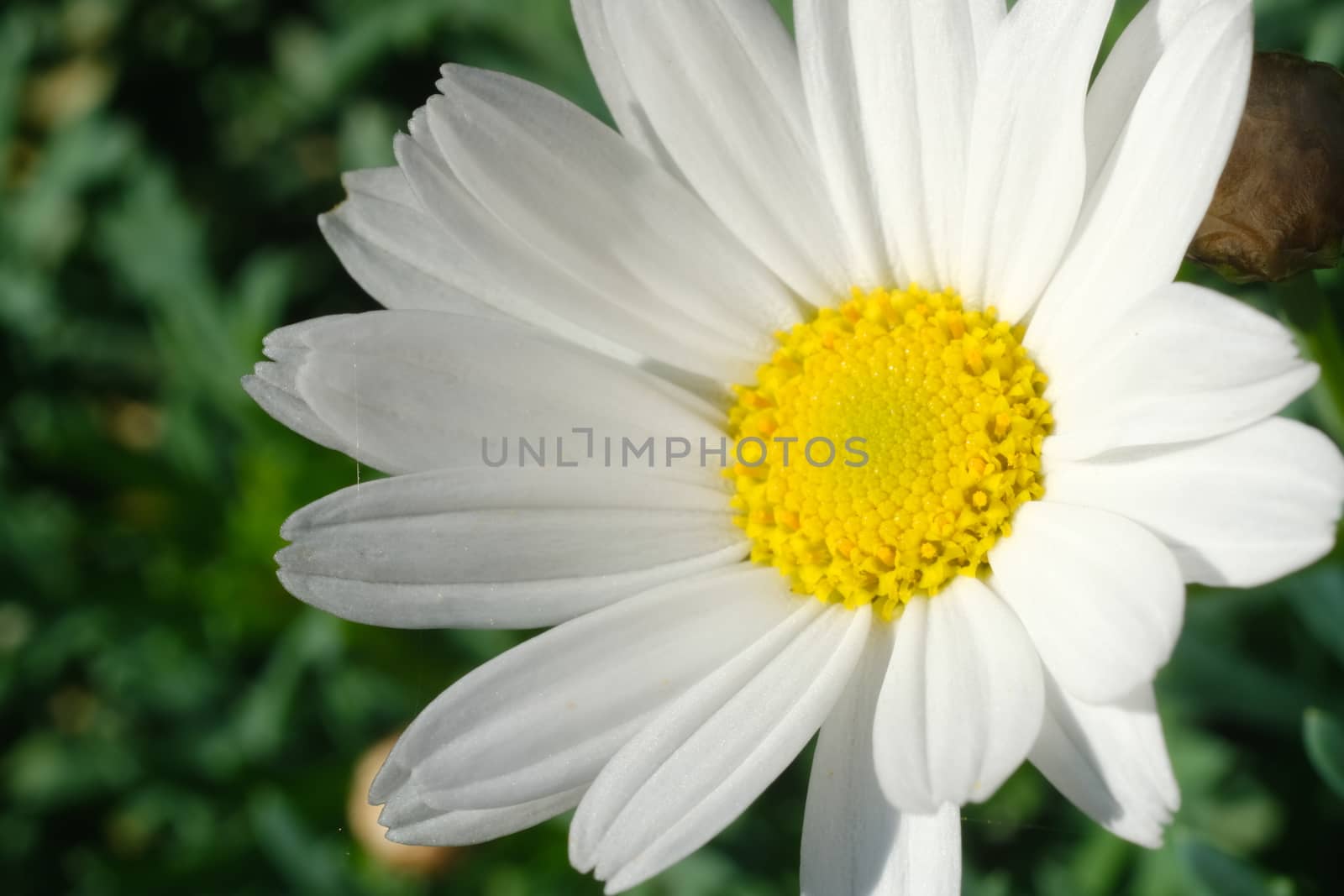 Large white and yellow daisy flower. Macro photography. White petals of a daisy.
