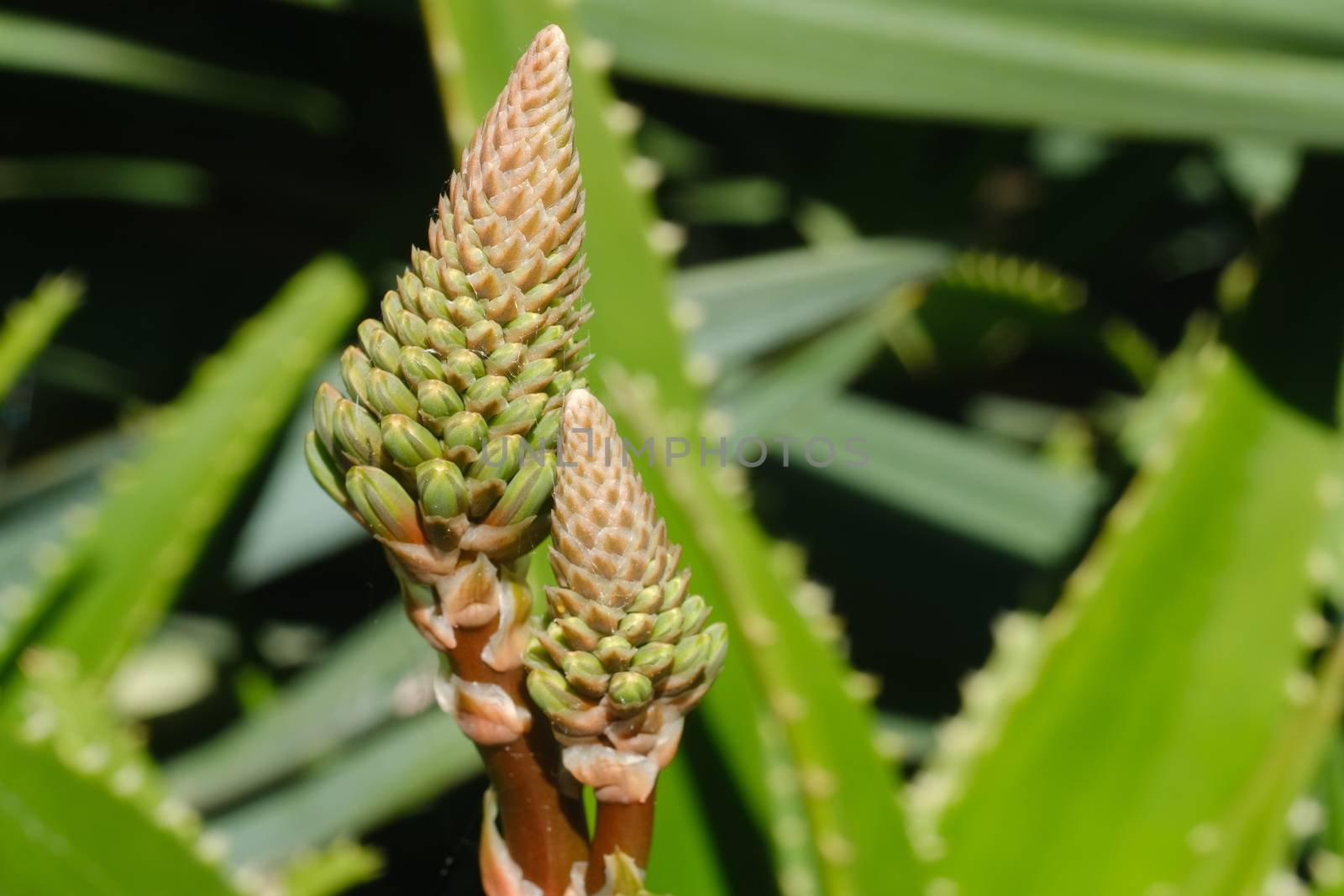 Closed flower of an Aloe Vera plant. Leaves used as natural medicines. Macro photography