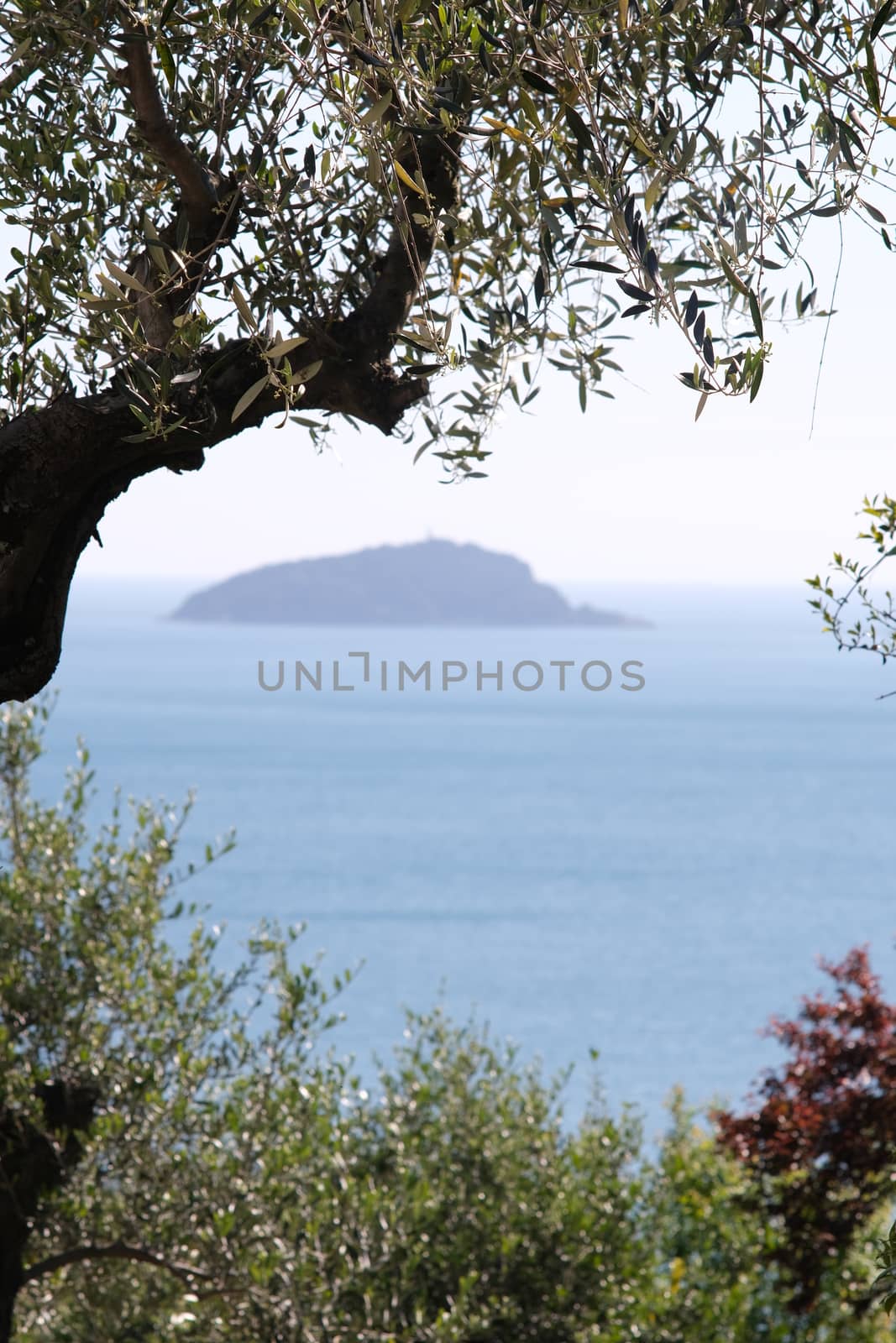 Olive grove on the Ligurian coast. In the gulf of La Spezia, near the Cinque Terre, a garden with olive trees. In the background the island of Tino.