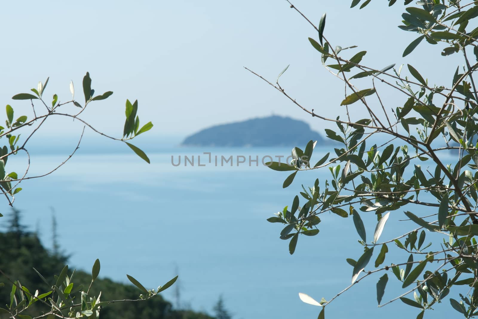 Olive leaves photographed in the Gulf of La Spezia with the background of the Isola del Tino.