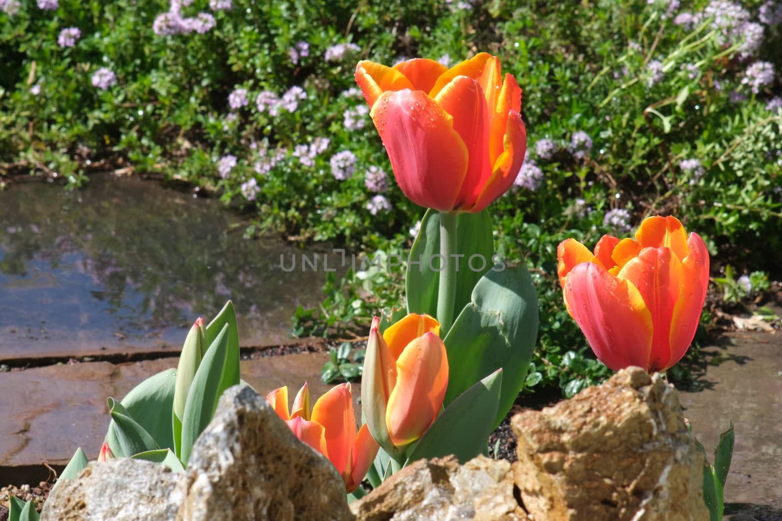 Orange tulip flowers in a rock garden. Beautiful spring bloom.