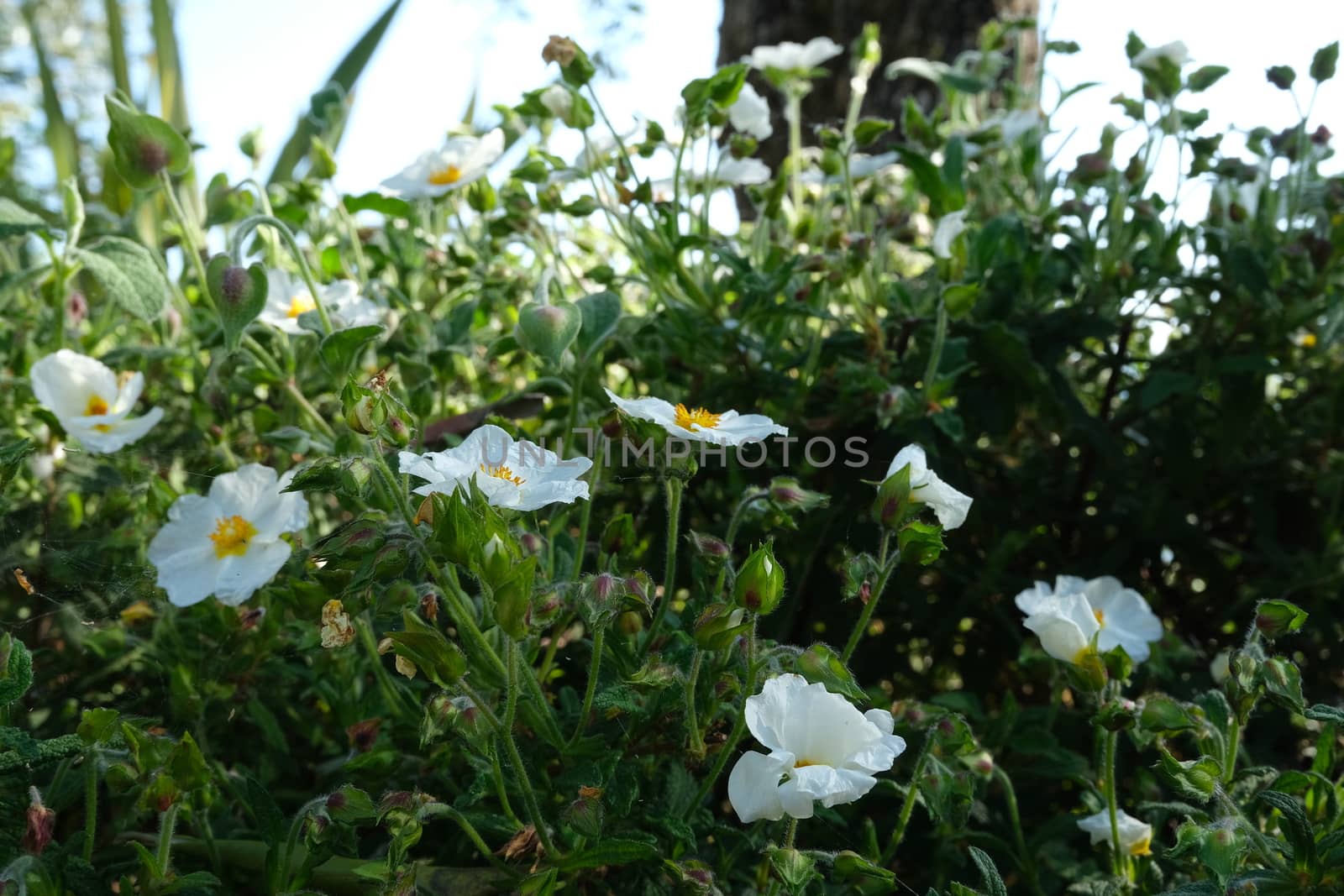 Cistus bush in bloom in a garden. Flowering with white roses typ by Paolo_Grassi