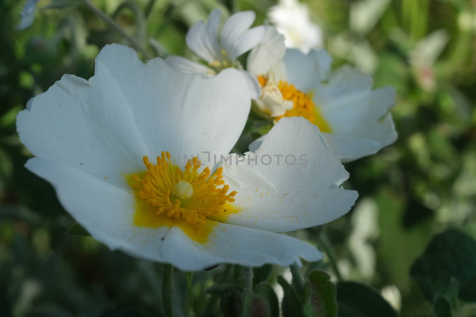 Macro with white cistus flowers in a Ligurian garden. Flowering with roses typical of the Mediterranean climate with crumpled petals.