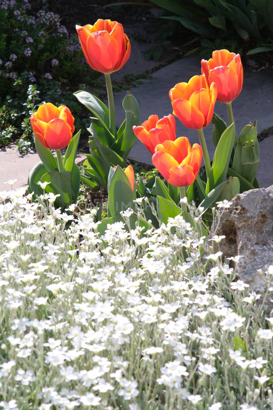  flowering in the Mediterranean garden. Orange tulips and cerast by Paolo_Grassi