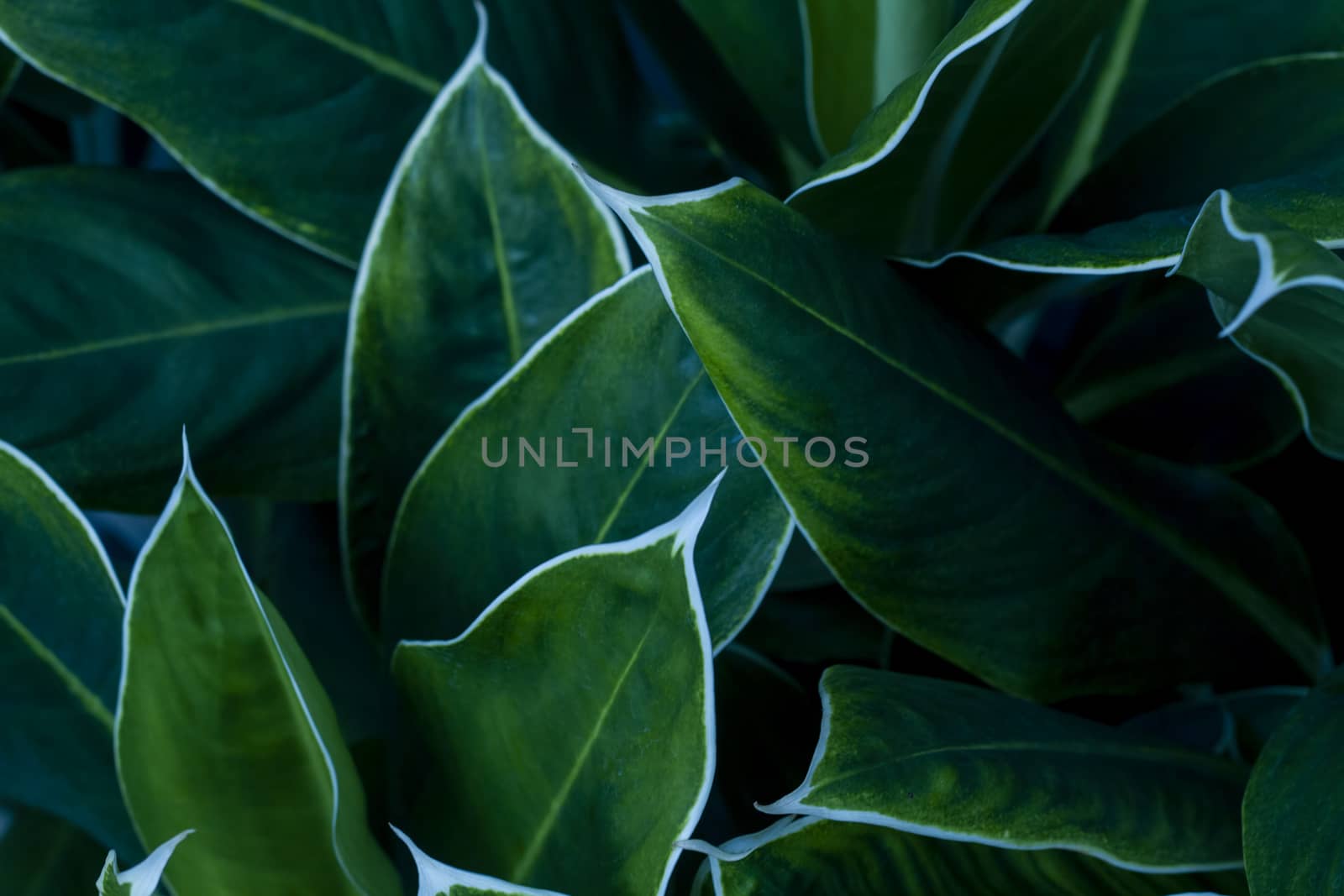 Close up of green leaf texture by liewluck