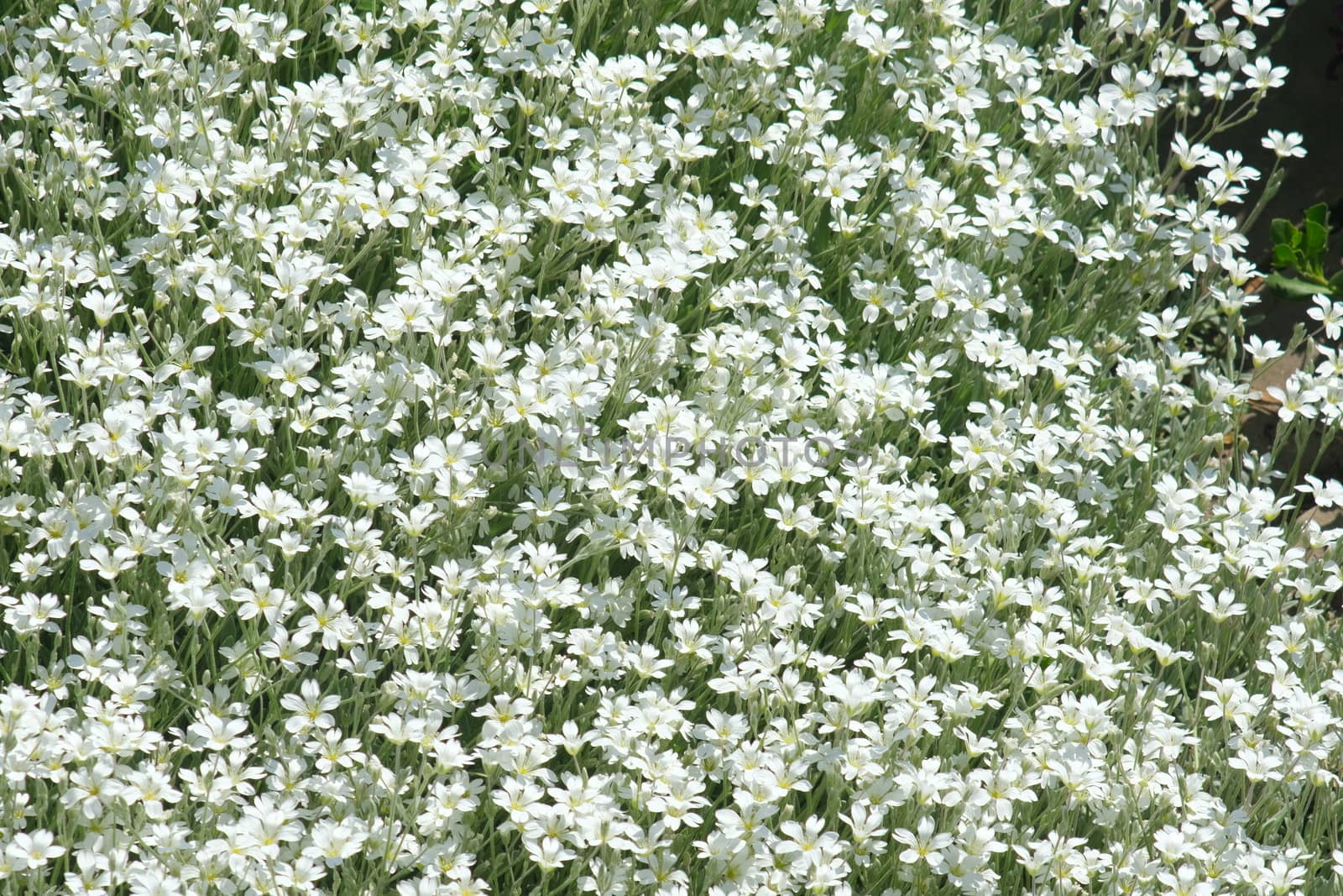 Meadow with small white flowers seen from above. Soft carpet of  by Paolo_Grassi