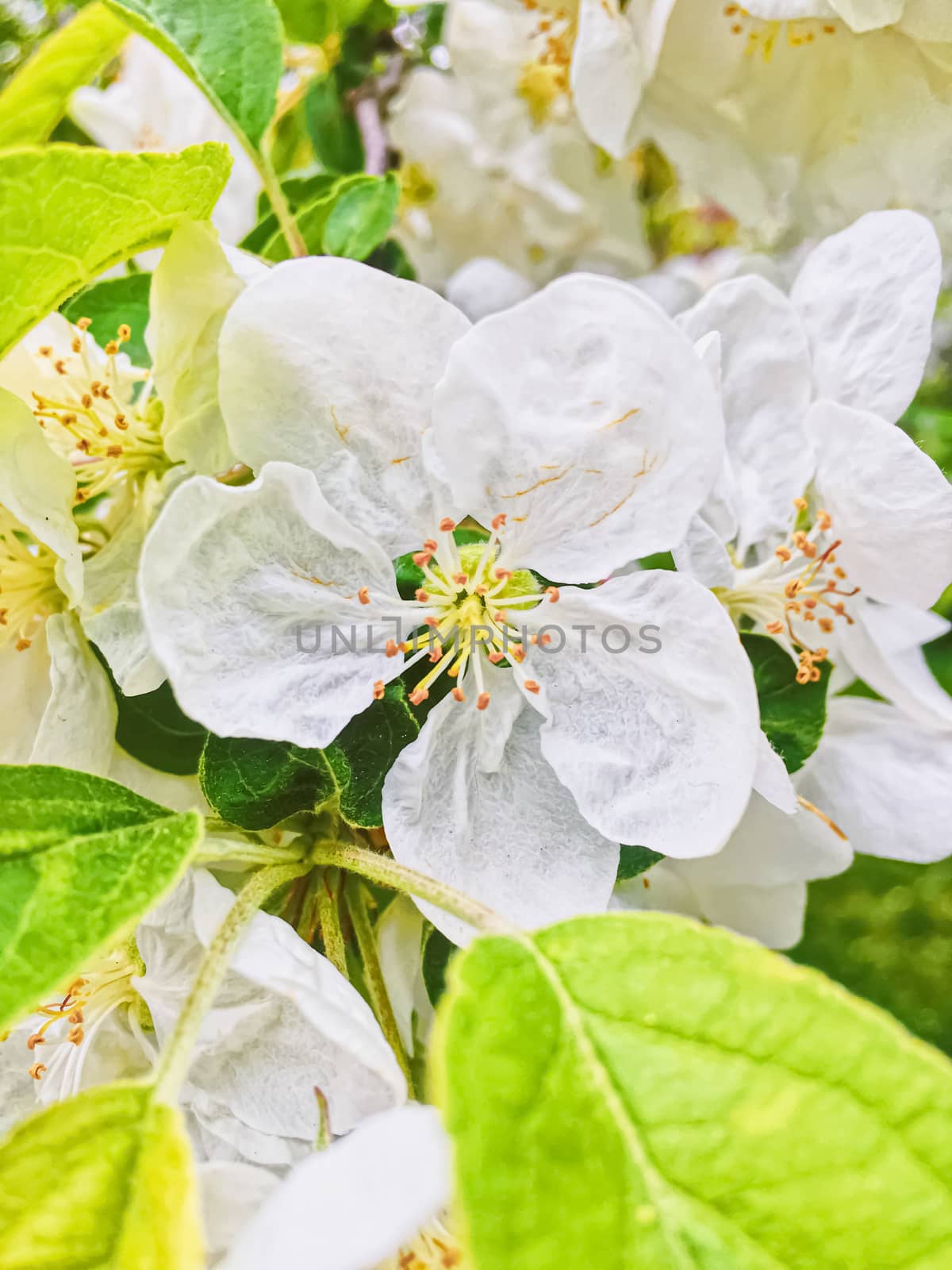 Blooming apple tree flowers in spring garden as beautiful nature landscape, plantation and agriculture by Anneleven