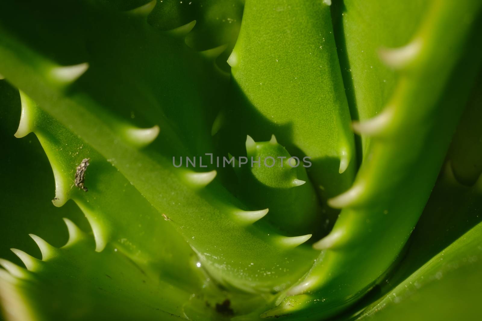 Aloe vera leaves used as natural medicines. Macro photography.