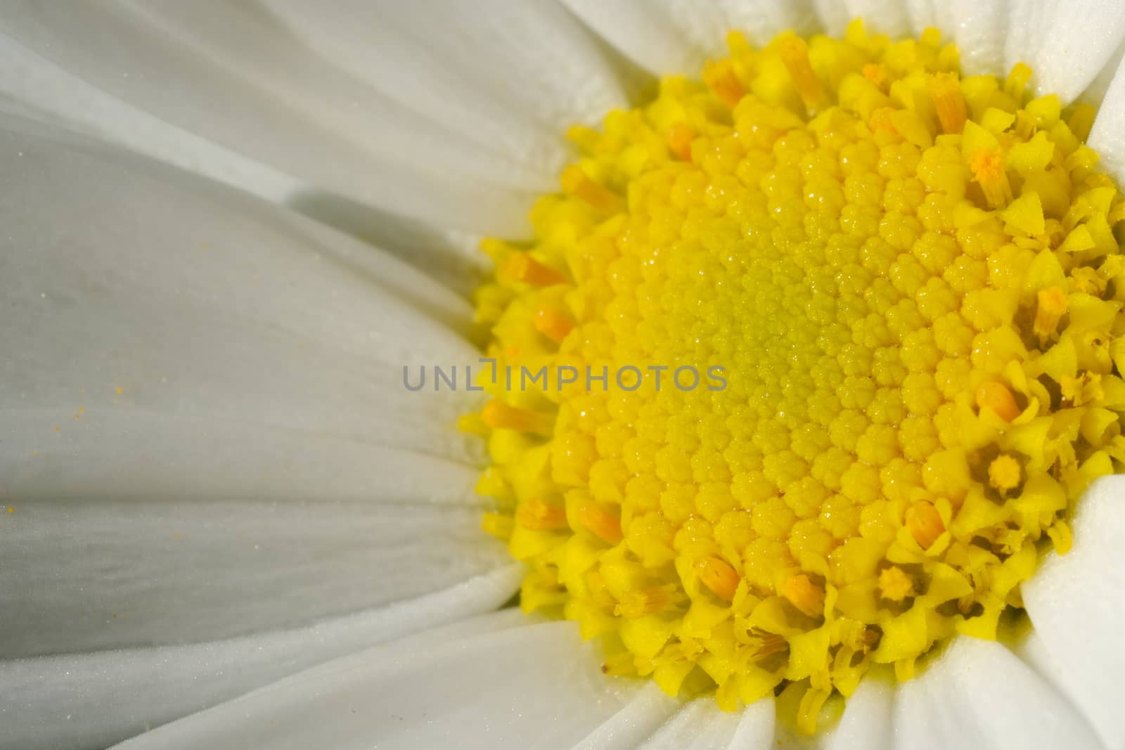 Large white and yellow daisy flower. Macro. by Paolo_Grassi