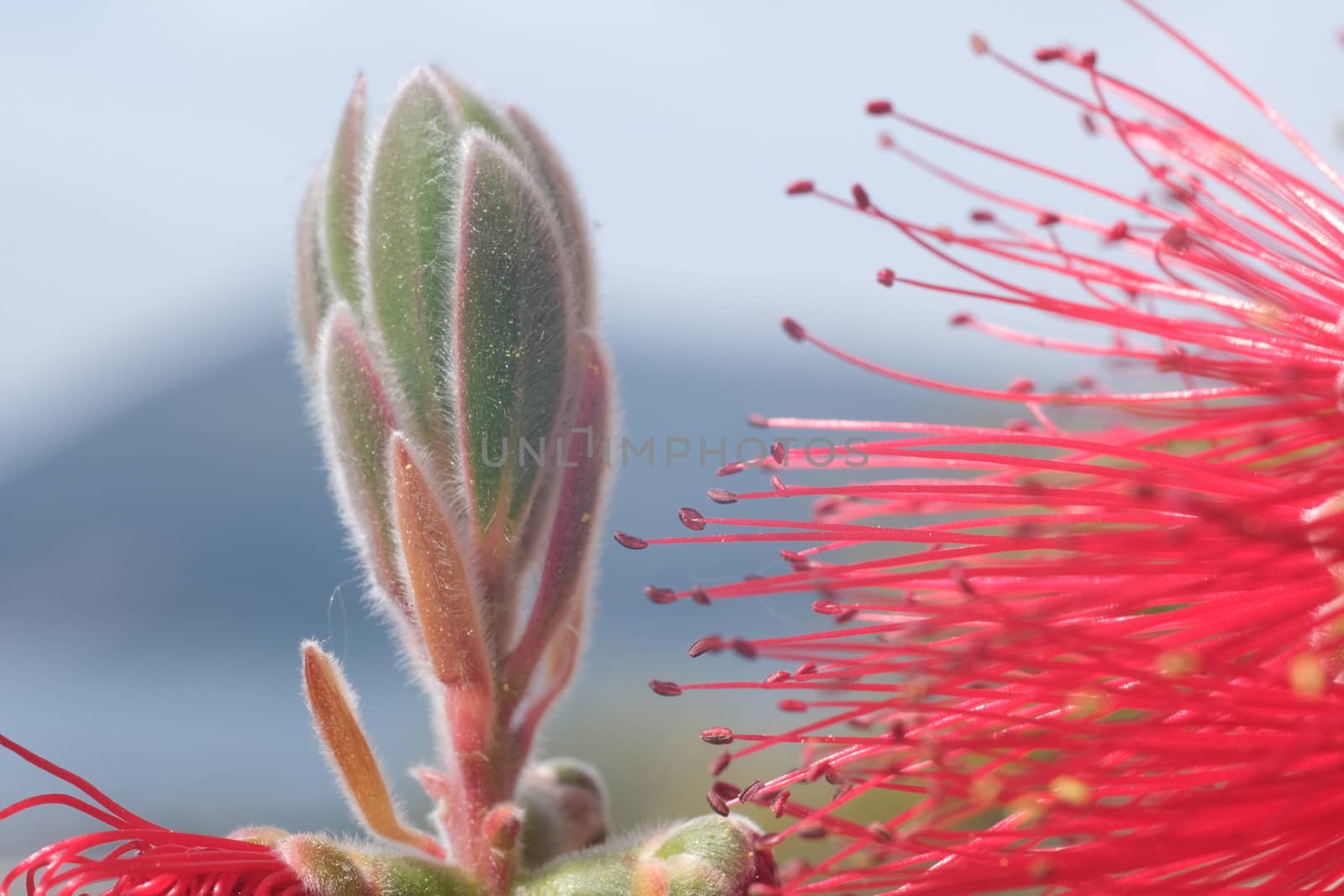 Macro Photo of Callistemon flowers in a garden overlooking the L by Paolo_Grassi