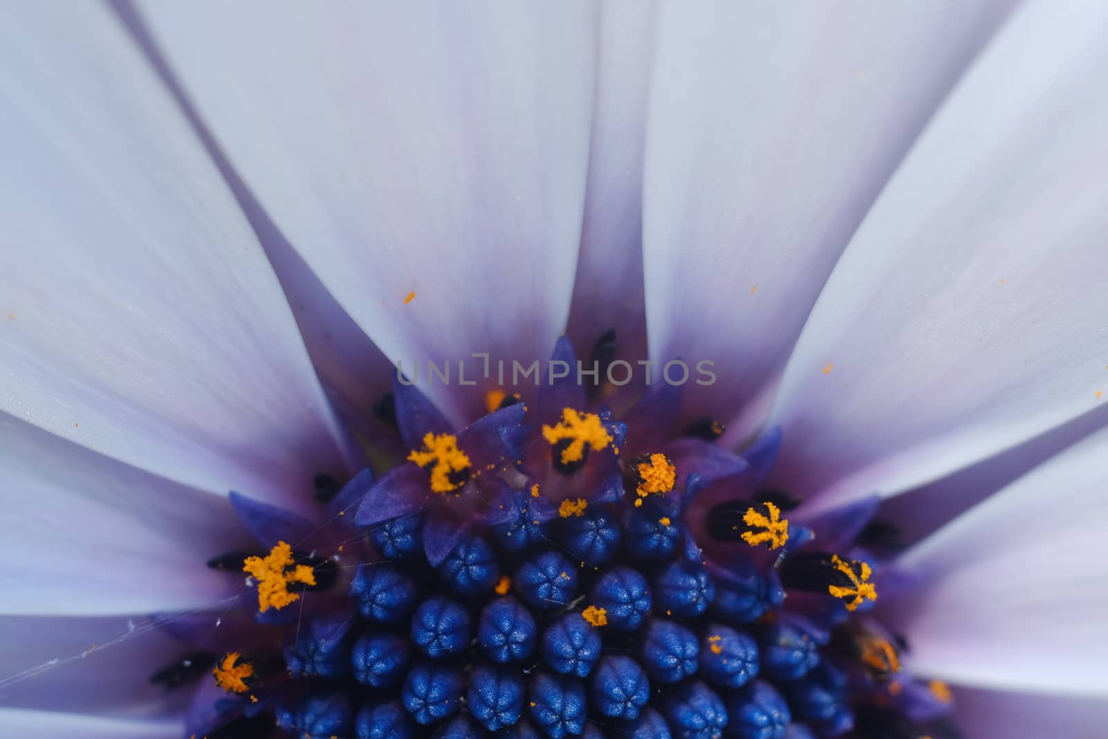 Detail of a flower of a large daisy with white petals. Flower ma by Paolo_Grassi