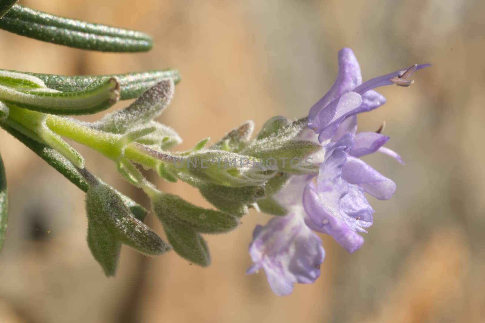 Sprig of rosemary with purple flower. Macro photography of spring flowering.