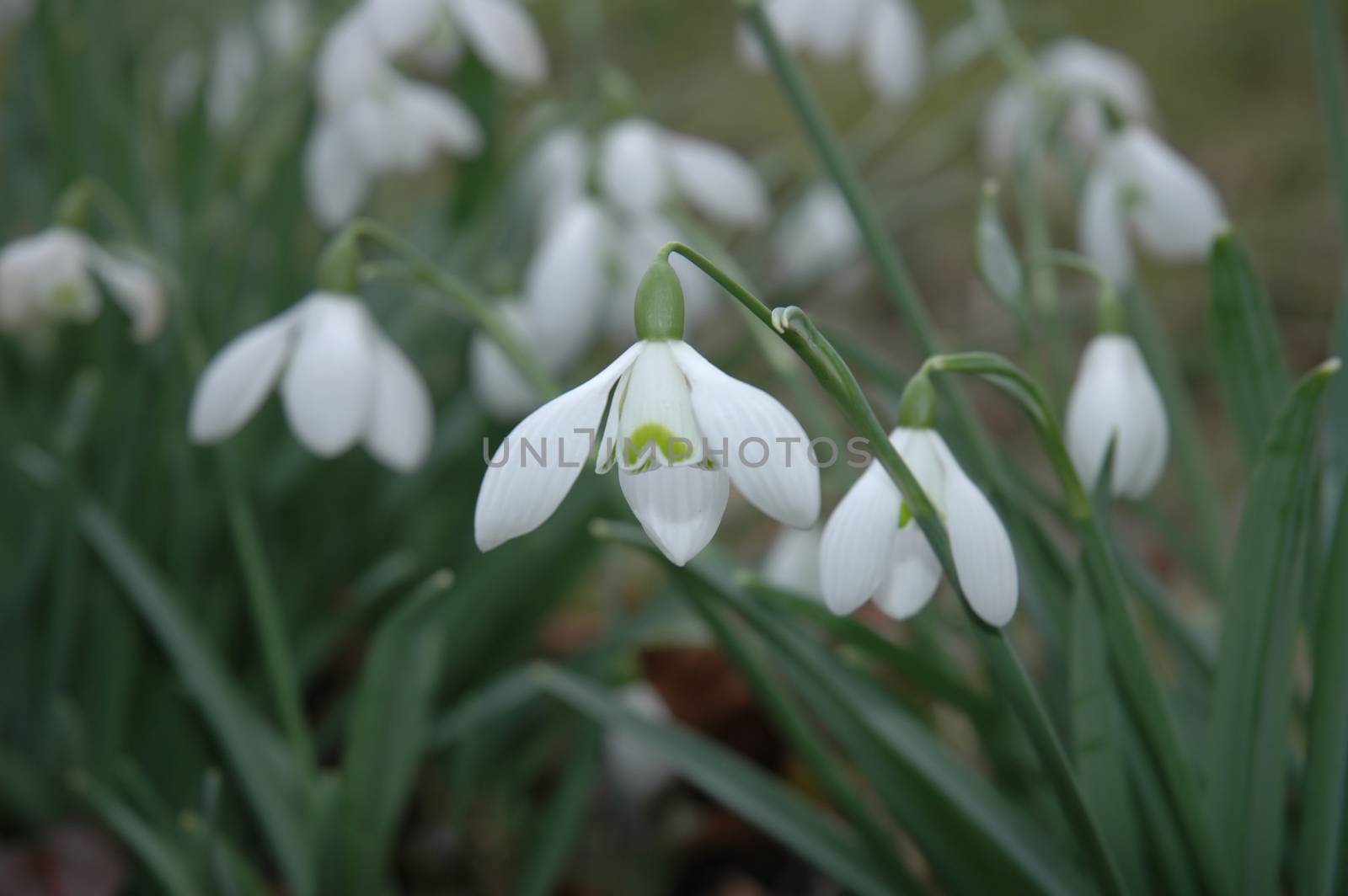 Snowdrops by TimAwe