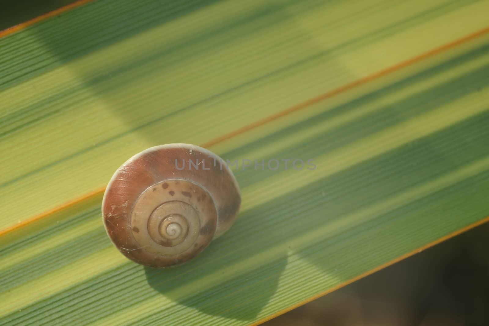 Snail on a green and yellow lanceolate leaf. Formium (Phormium)  by Paolo_Grassi