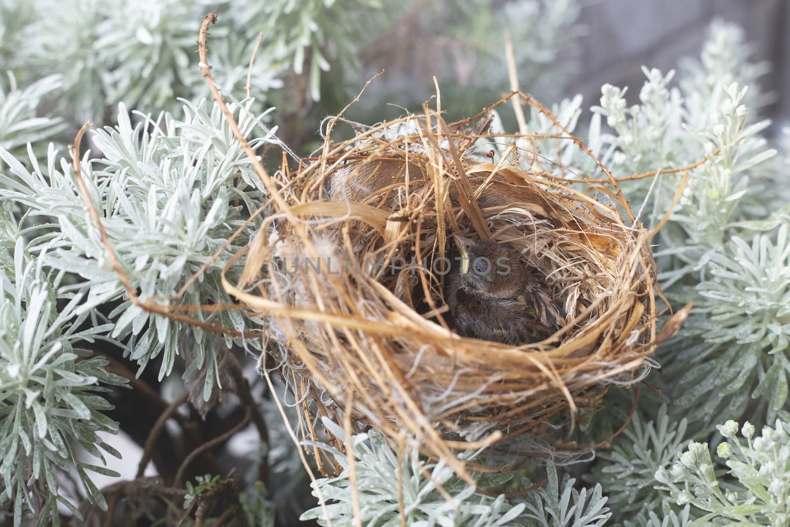 Baby bird in the nest by liewluck