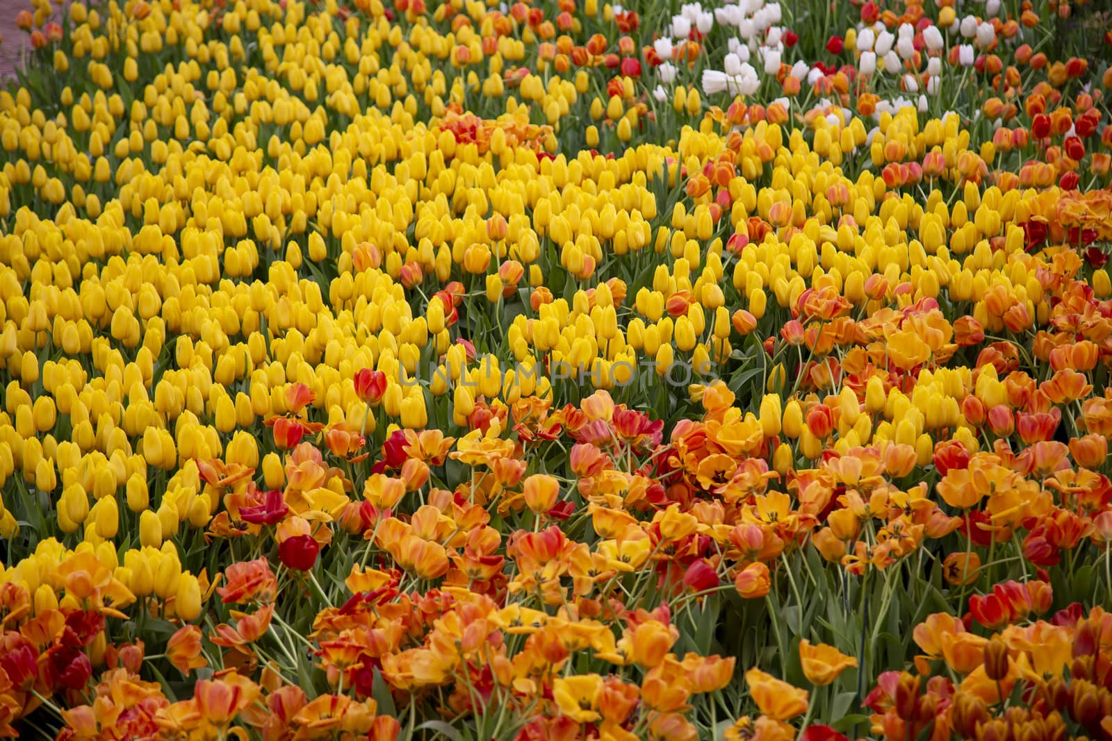 Group of tulip flowers blooming in the garden