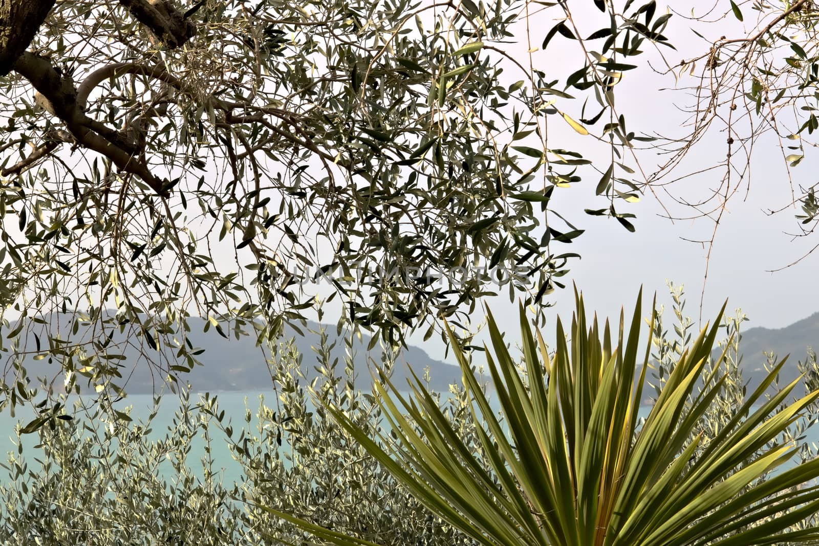 A dracena along with olive trees in a Mediterranean garden