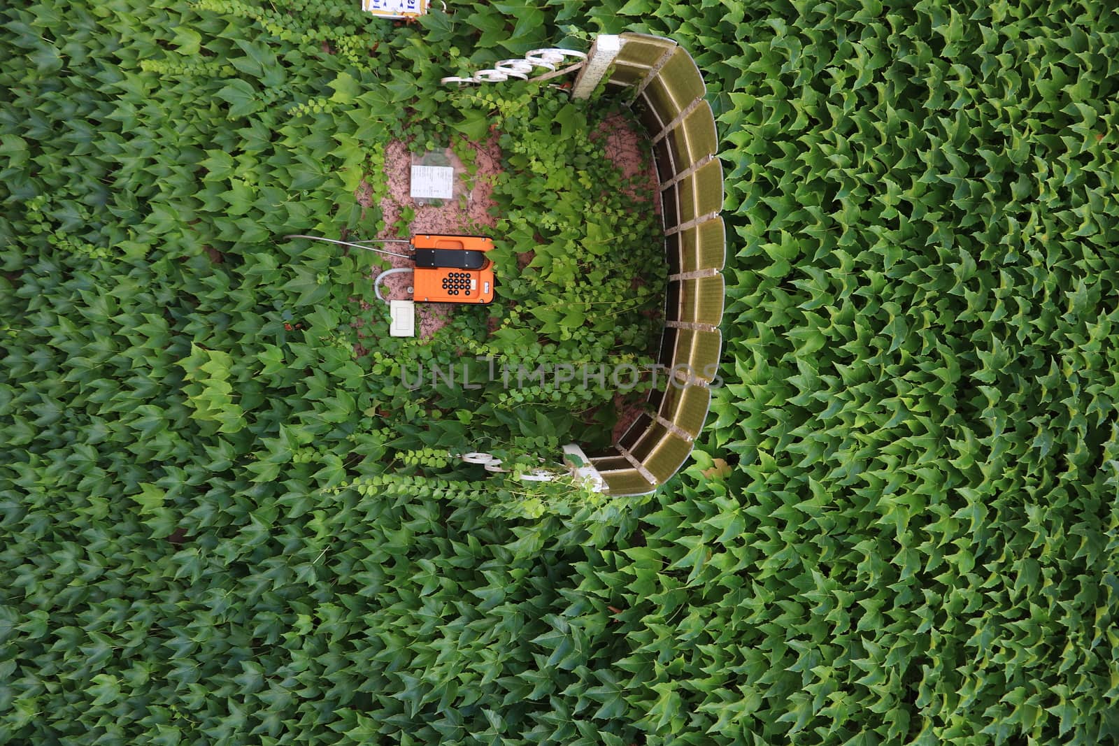 Ischia, Italy. About 07/2019. Orange wall-mounted public telephone set protected by a canopy. Wall covered with leaves of a Canadian climbing vine.