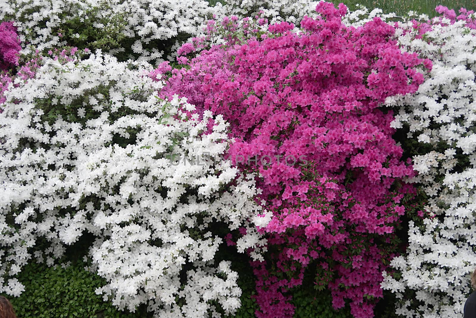 A garden on Lake Como in Lombardy with magnificent white and purple Japanese azaleas.