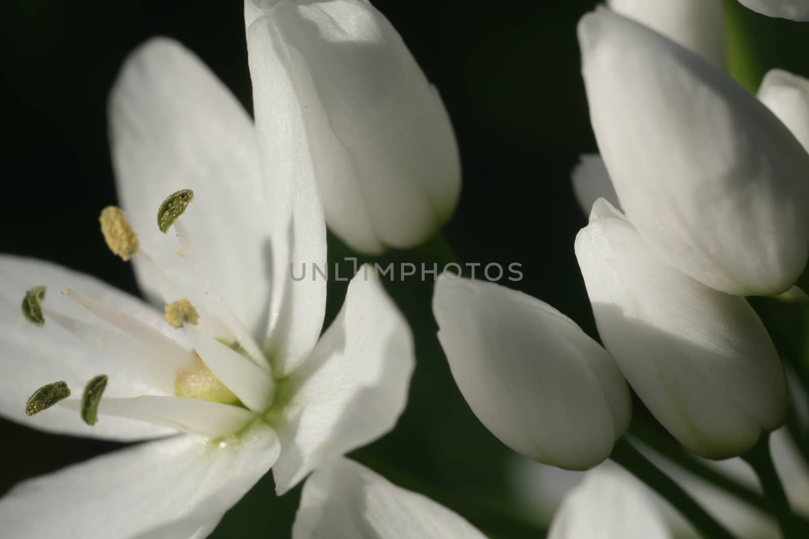 Wild garlic flower blossom, white color. Macro photography of th by Paolo_Grassi