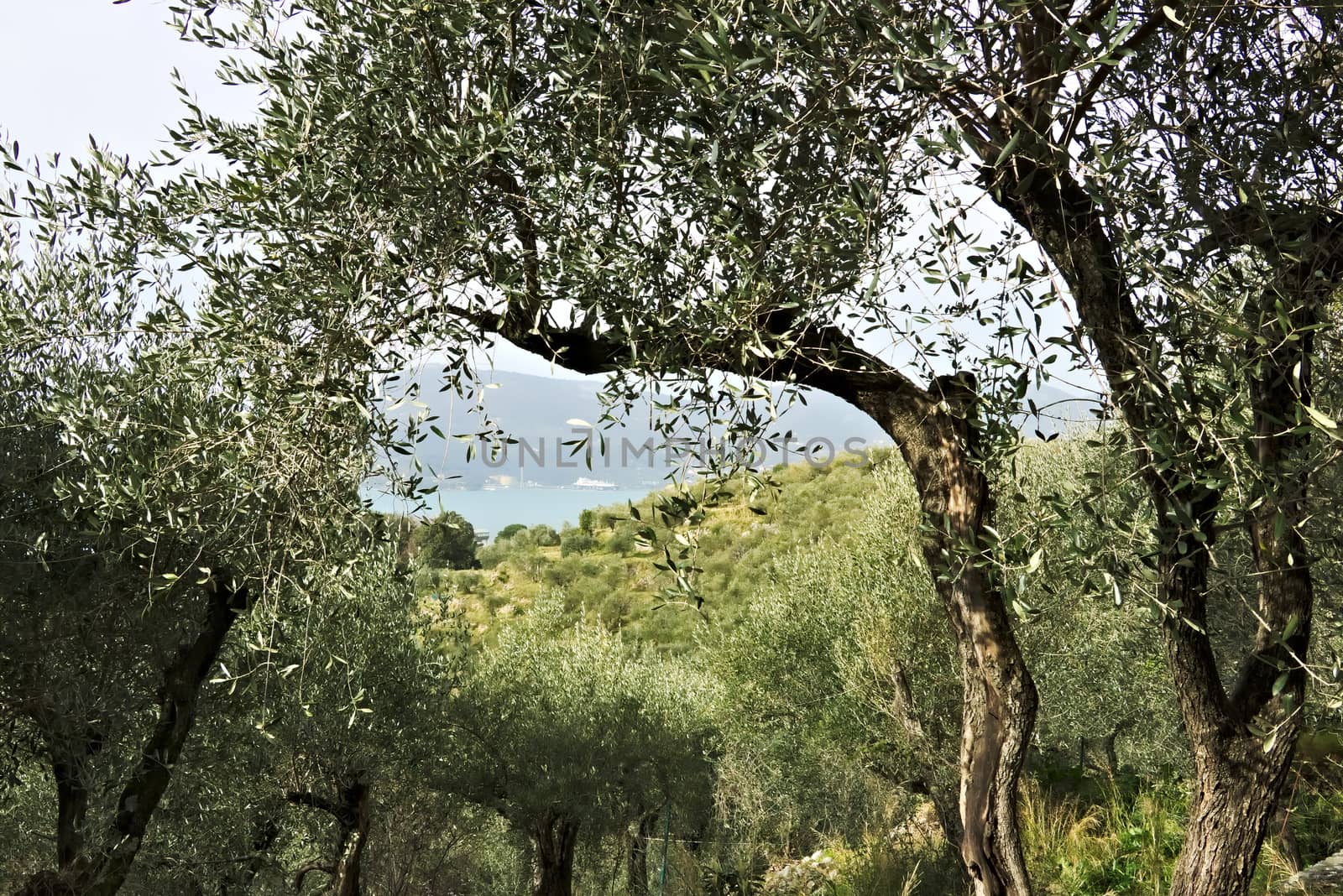 Ancient olive trees cultivated in the hills