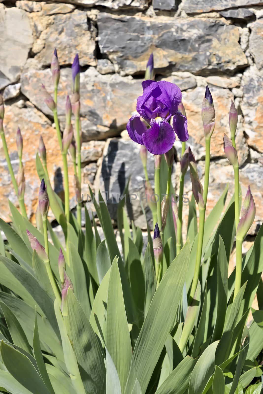 Iris flowers in this Ligurian garden.