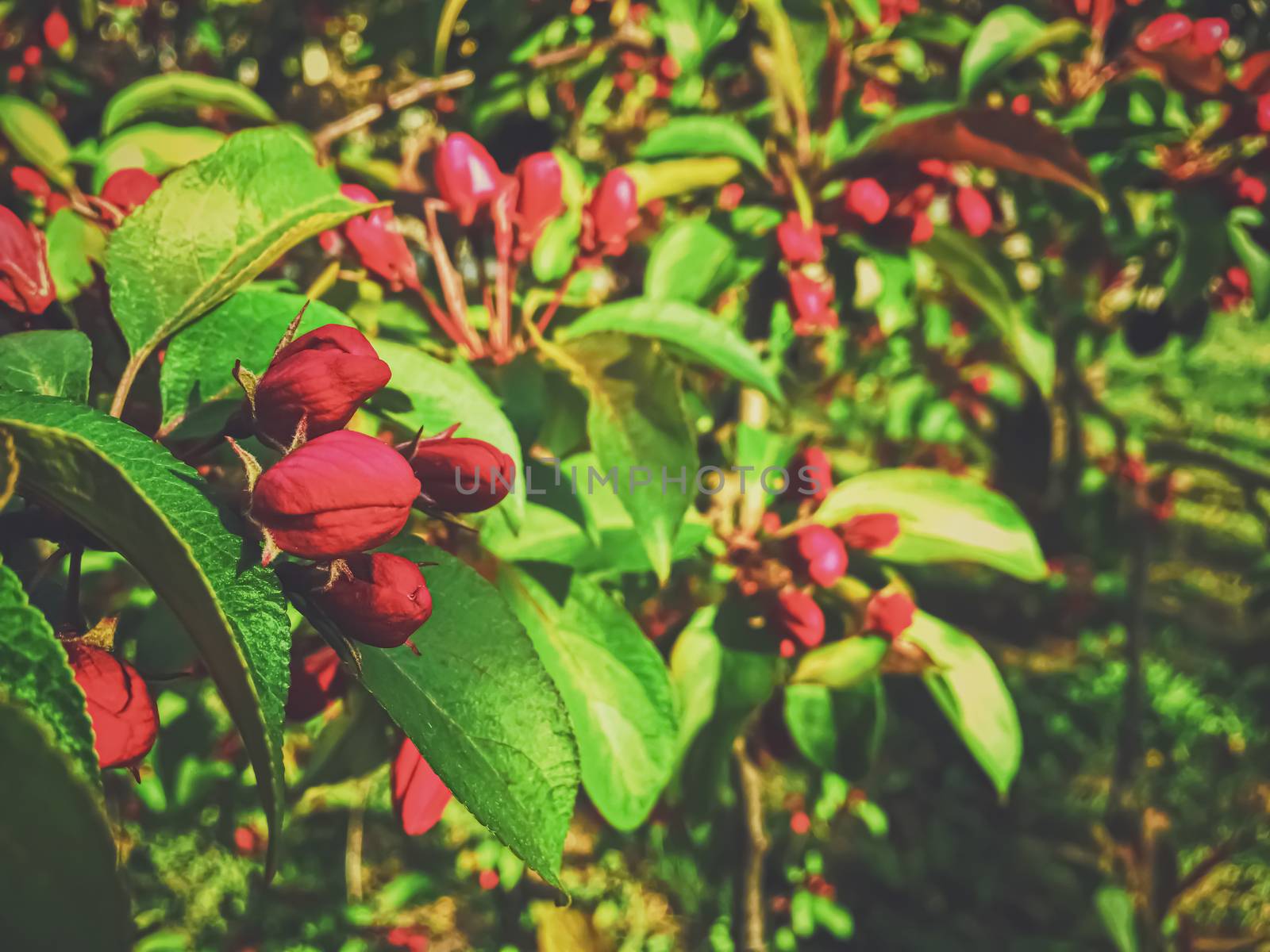 Red berries on tree at sunset in spring, nature and agriculture