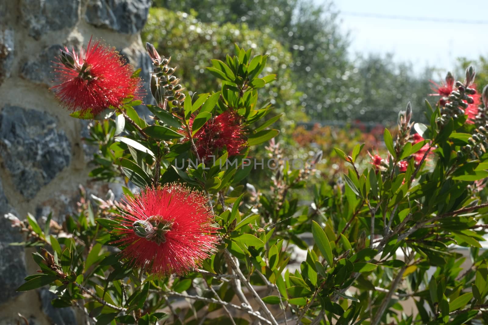 Spikes of red flowers with vegetation in spring in the garden of Liguria.