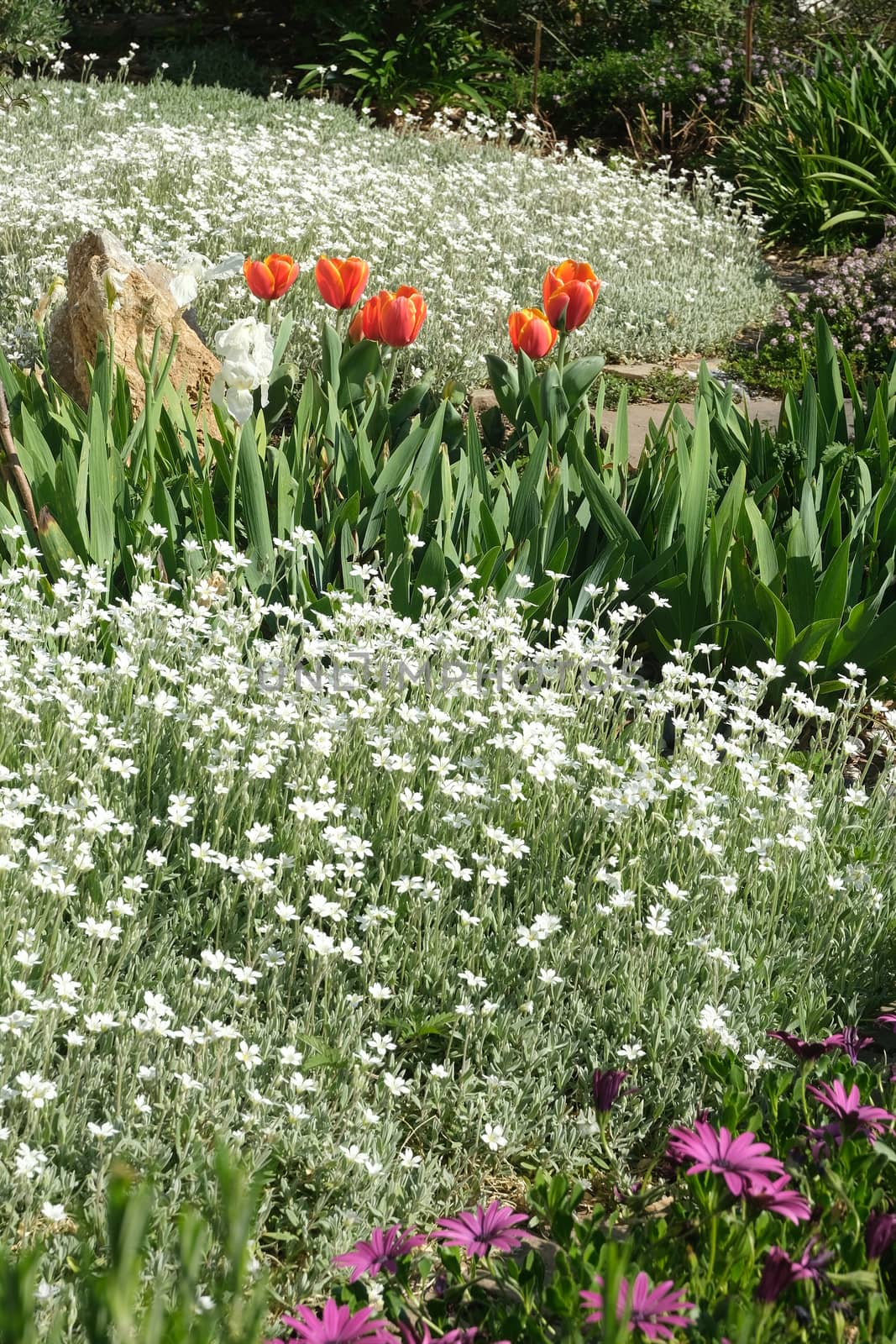 Spring flowering in the Mediterranean garden. Orange tulips, cer by Paolo_Grassi