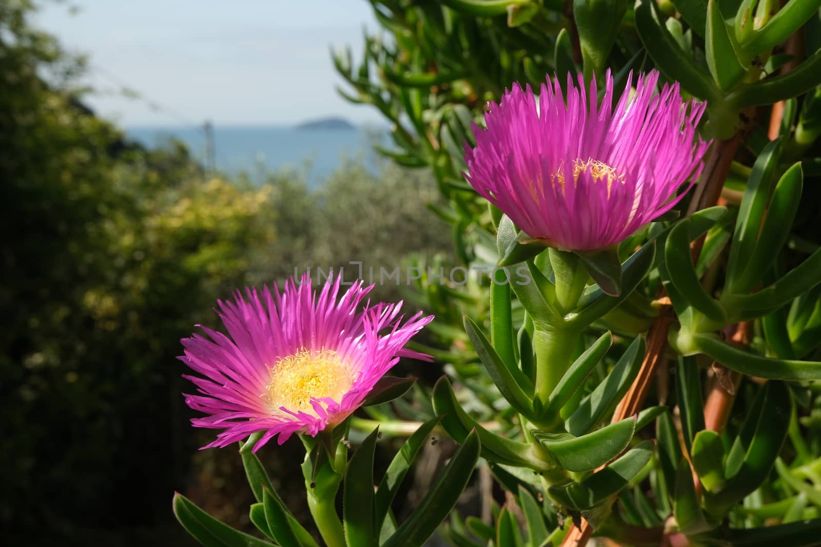 Carpobrotus flowers on the background of the Ligurian sea. Medit by Paolo_Grassi