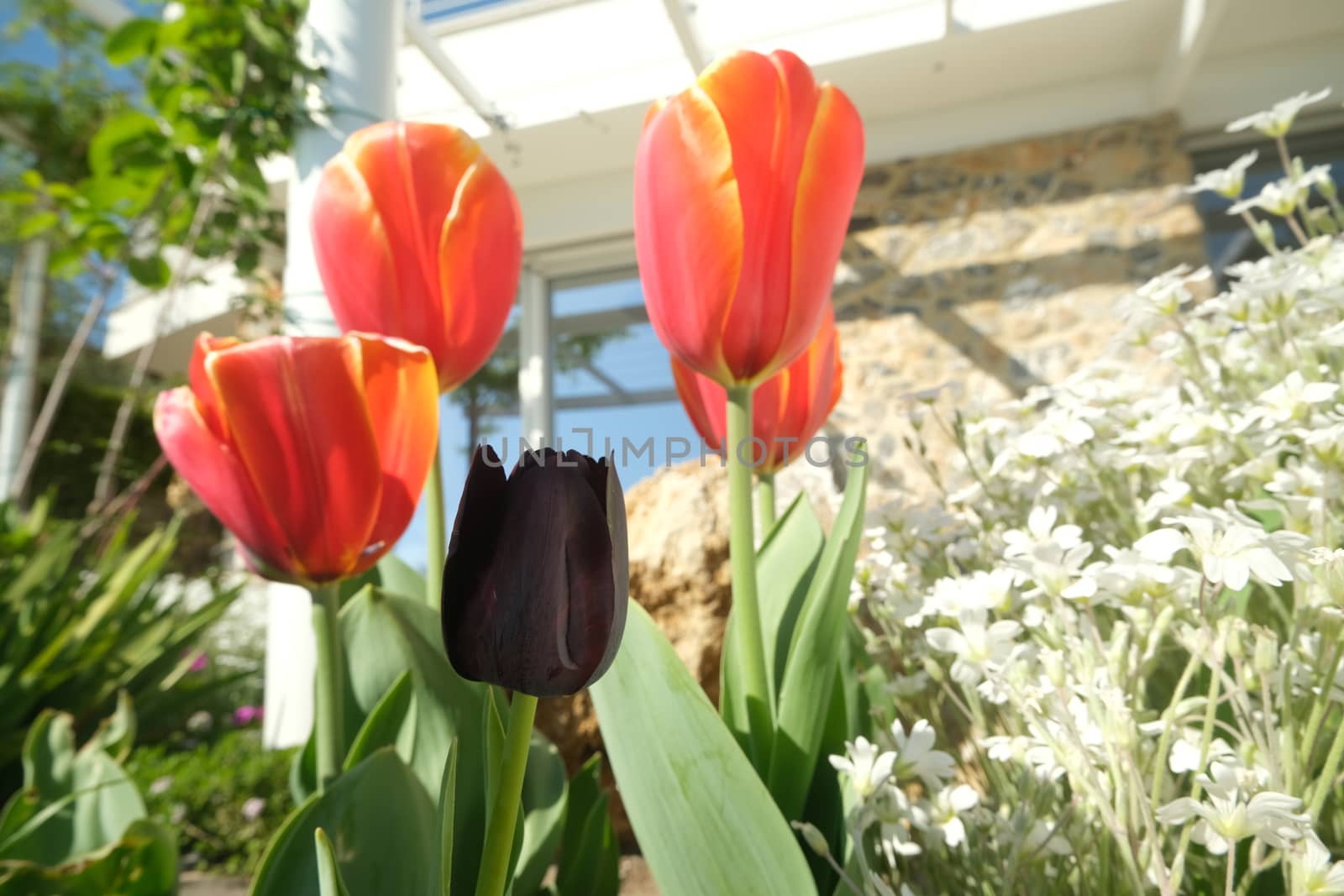 Orange and black tulips in a Mediterranean garden in Liguria. Sp by Paolo_Grassi