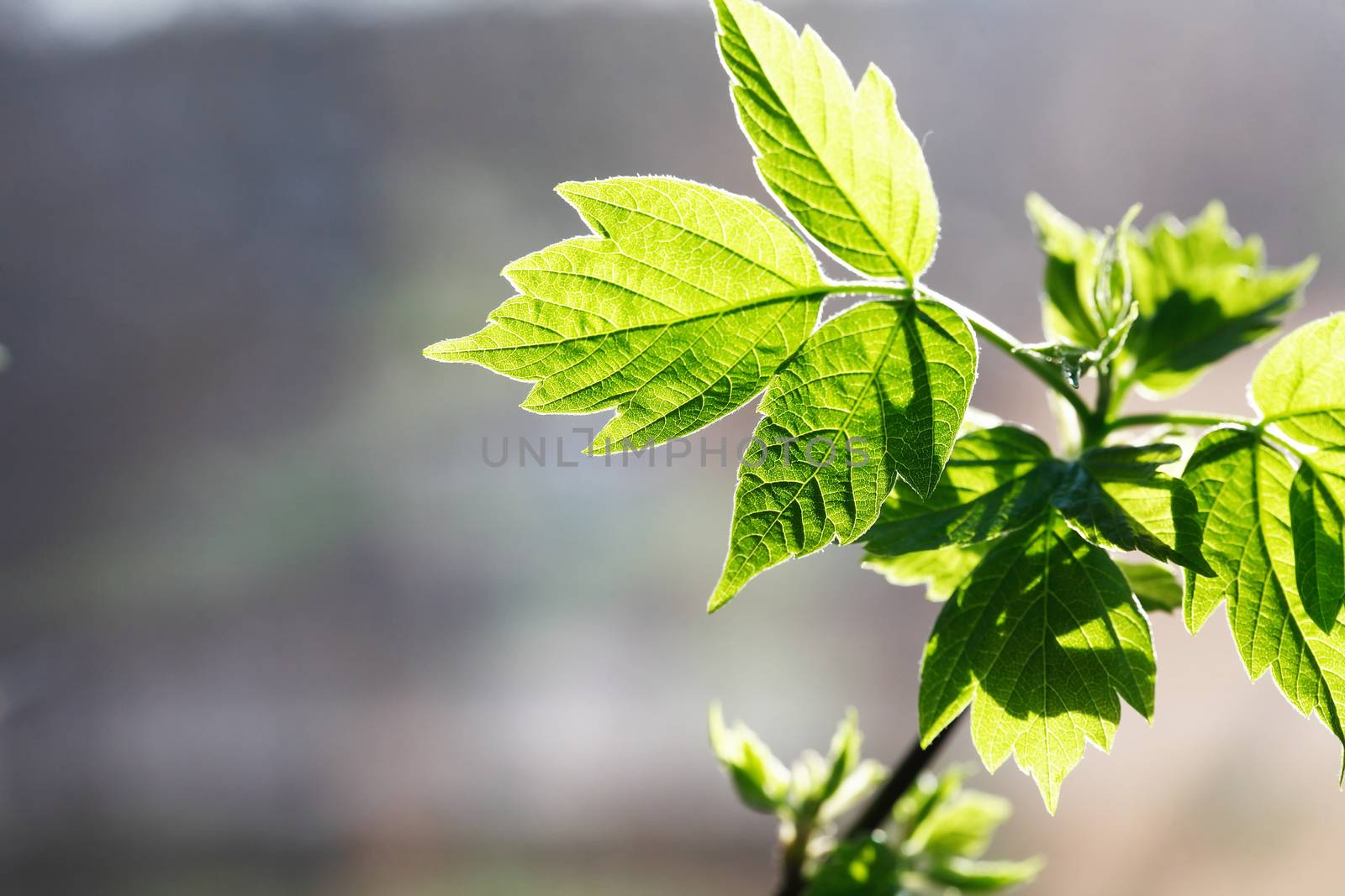 Green Leaf Twig by kvkirillov