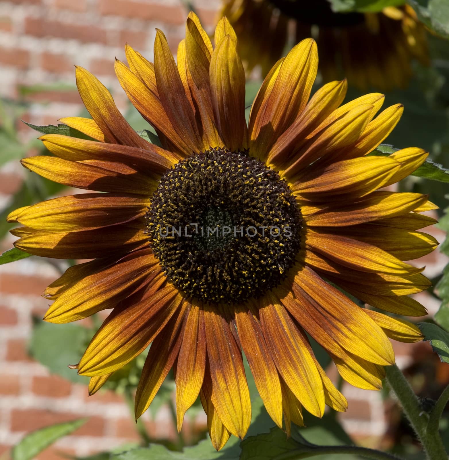 Sunflower in walled garden by TimAwe