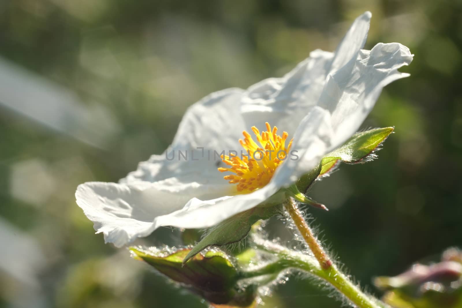 Macro shot of flowering with small plant roses typical of the Mediterranean climate with crumpled petals. 