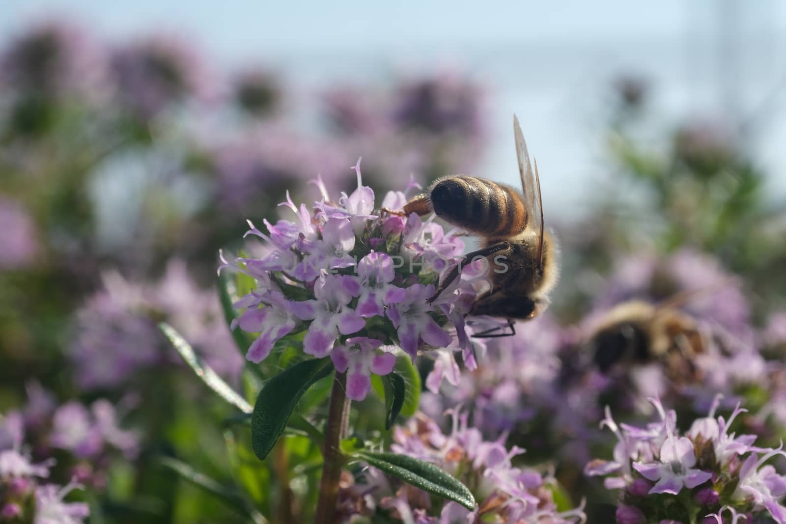 Bee sucks nectar and collects pollen from a thyme flower. Macro  by Paolo_Grassi