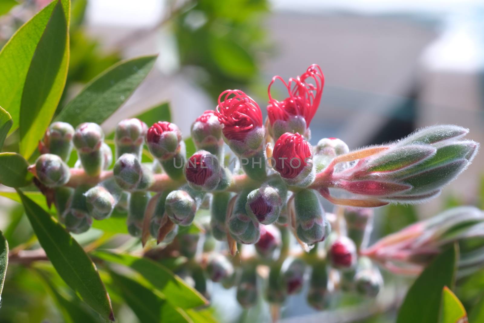 Macro photo of Callistemon flowers in a garden overlooking the L by Paolo_Grassi