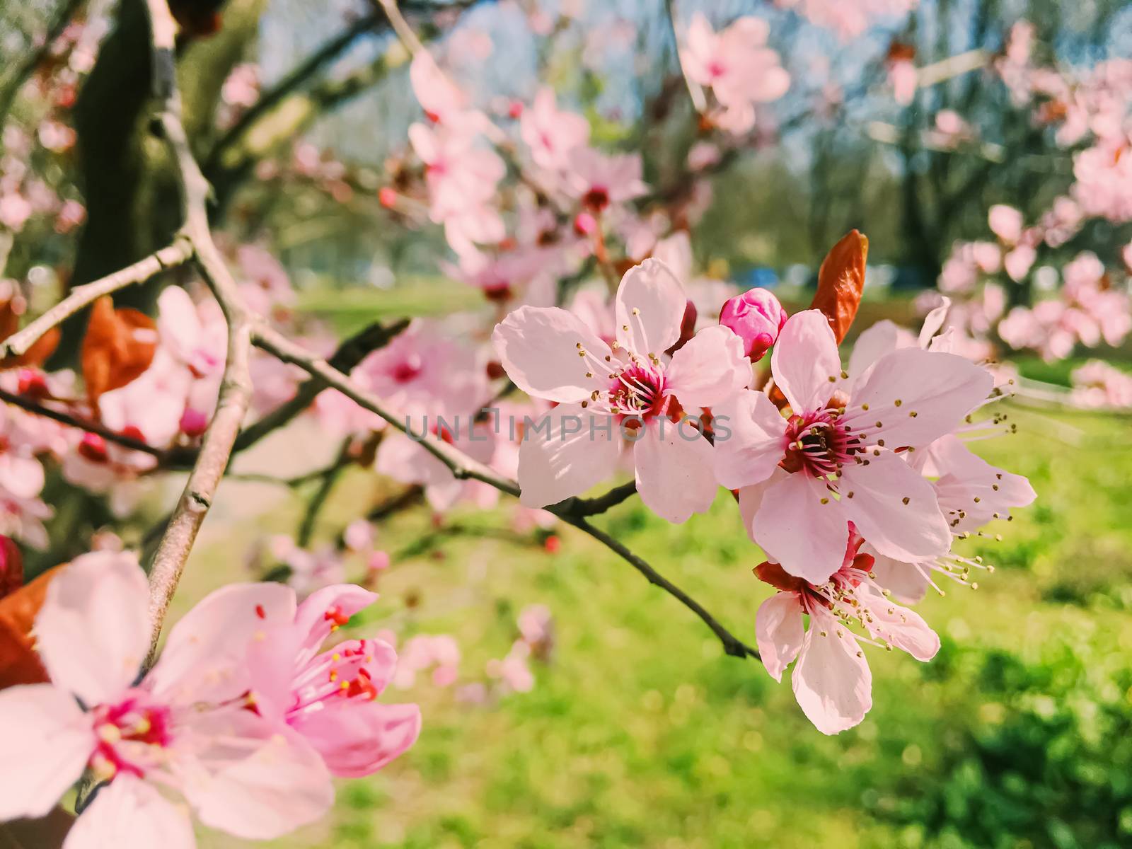 Apple tree flowers bloom, floral blossom in sunny spring