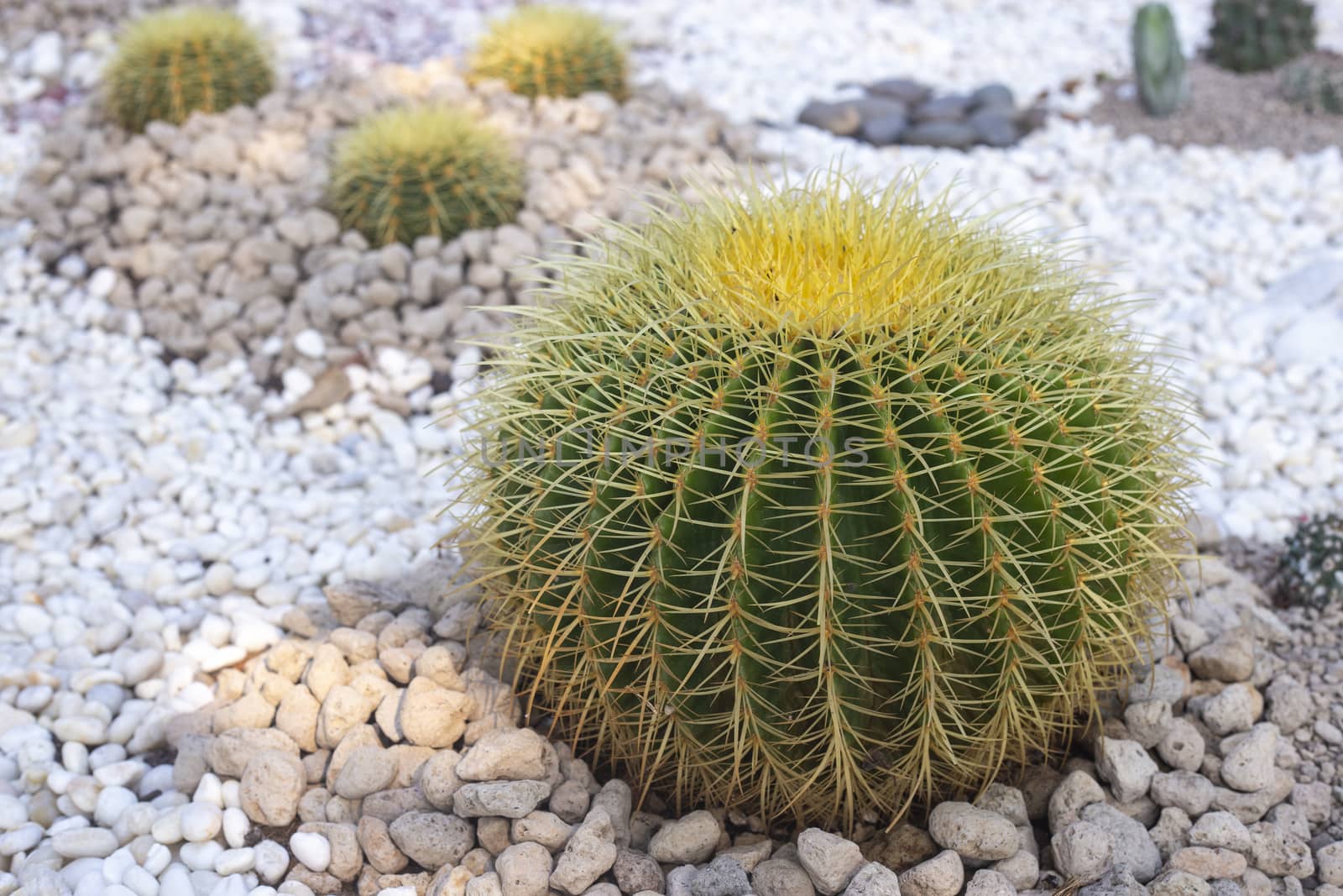 Echinocactus cactus with stone in the desert garden